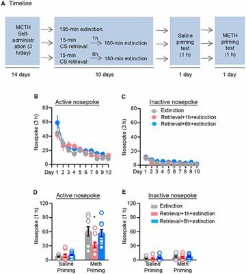 Post-retrieval Extinction Prevents Reconsolidation of Methamphetamine Memory Traces and Subsequent Reinstatement of Methamphetamine Seeking